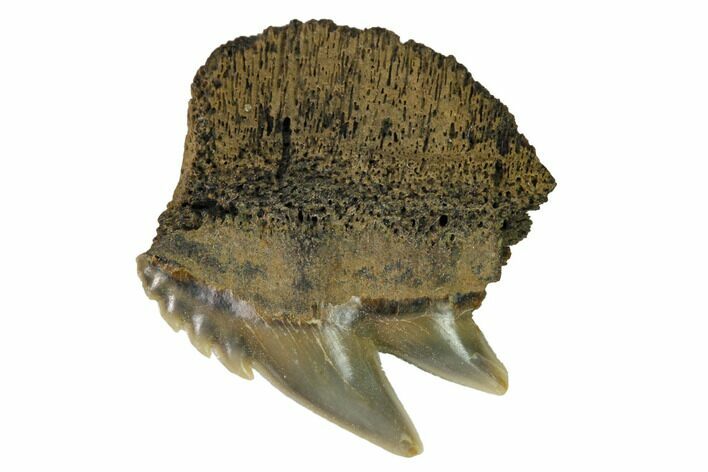 Fossil Cow Shark (Notorynchus) Tooth - Maryland #164763